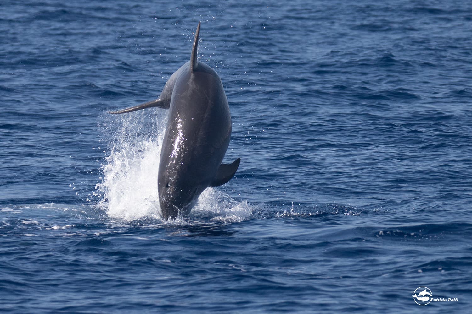 Private Marine Life Spotting Experience - Image 4