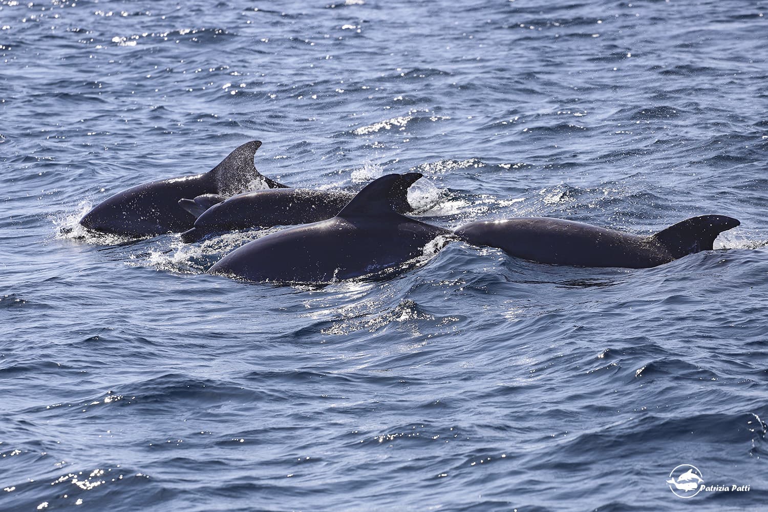 Private Marine Life Spotting Experience 6