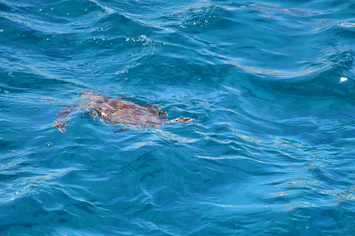 Pantelleria, Egadi & South West Sicily Sailing Expedition - Gozo to Gozo 8
