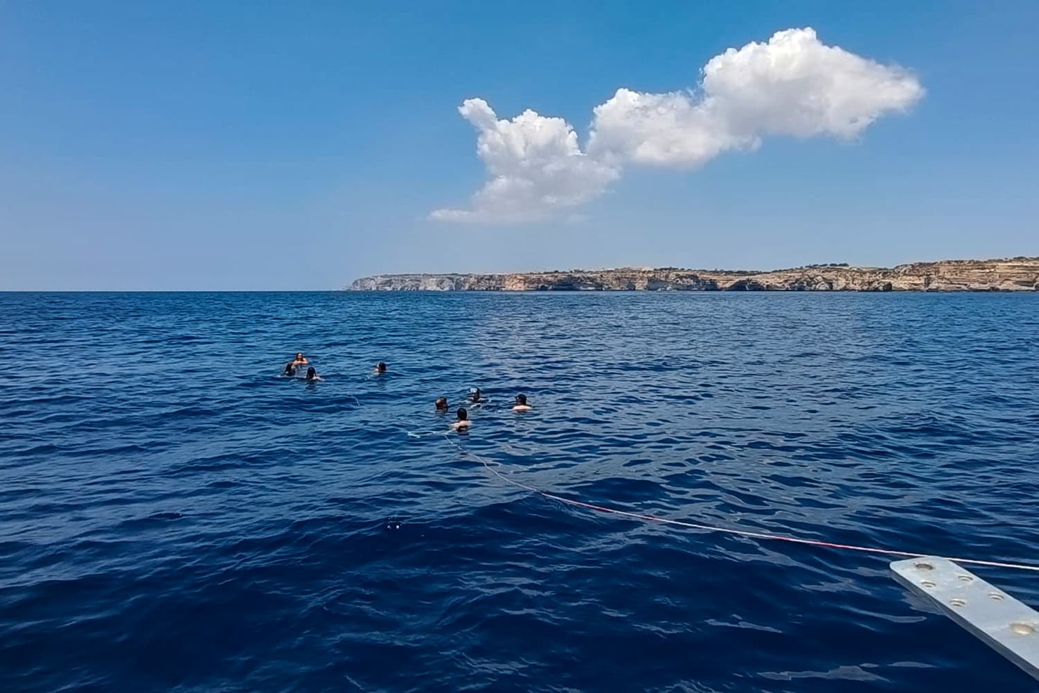 Private Marine Life Spotting Experience - Image 3