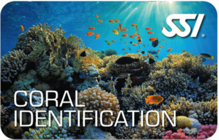 Coral Identification (SSI) - Image 2