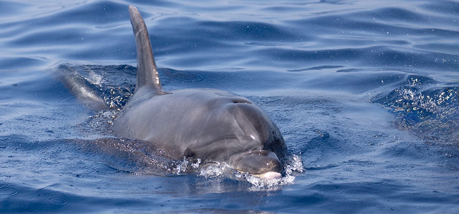 Private Marine Life Spotting Experience - Image 5